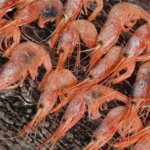 Quisquilla cocida